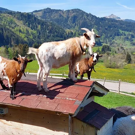 Biobergbauernhof Wittwer فيرتاخ